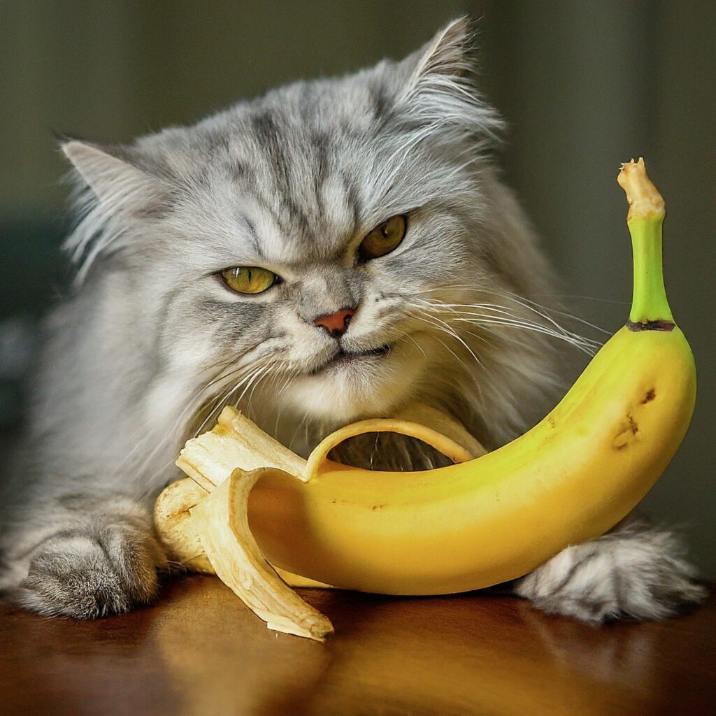 can Persian cats eat bananas