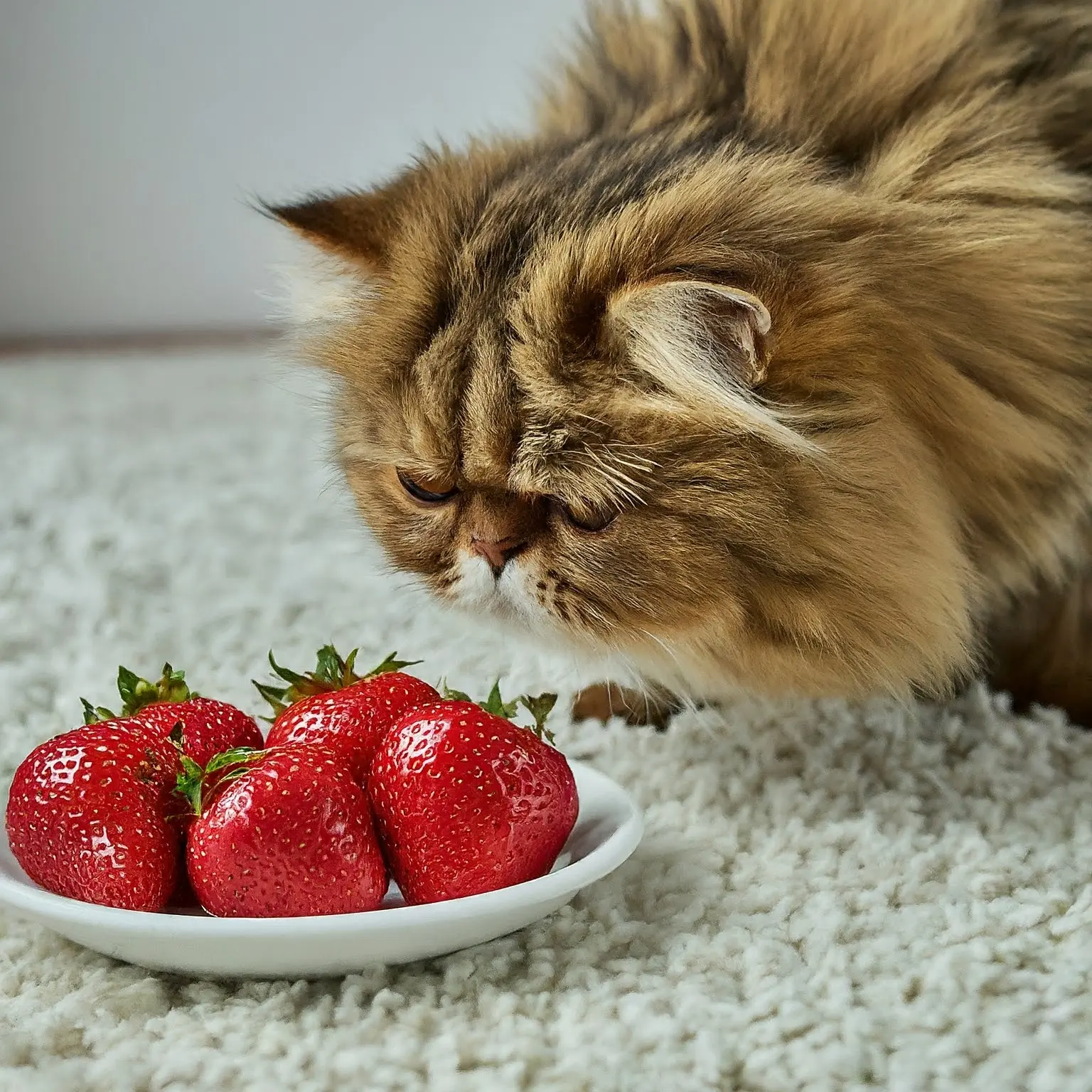can Persian cats eat strawberries
