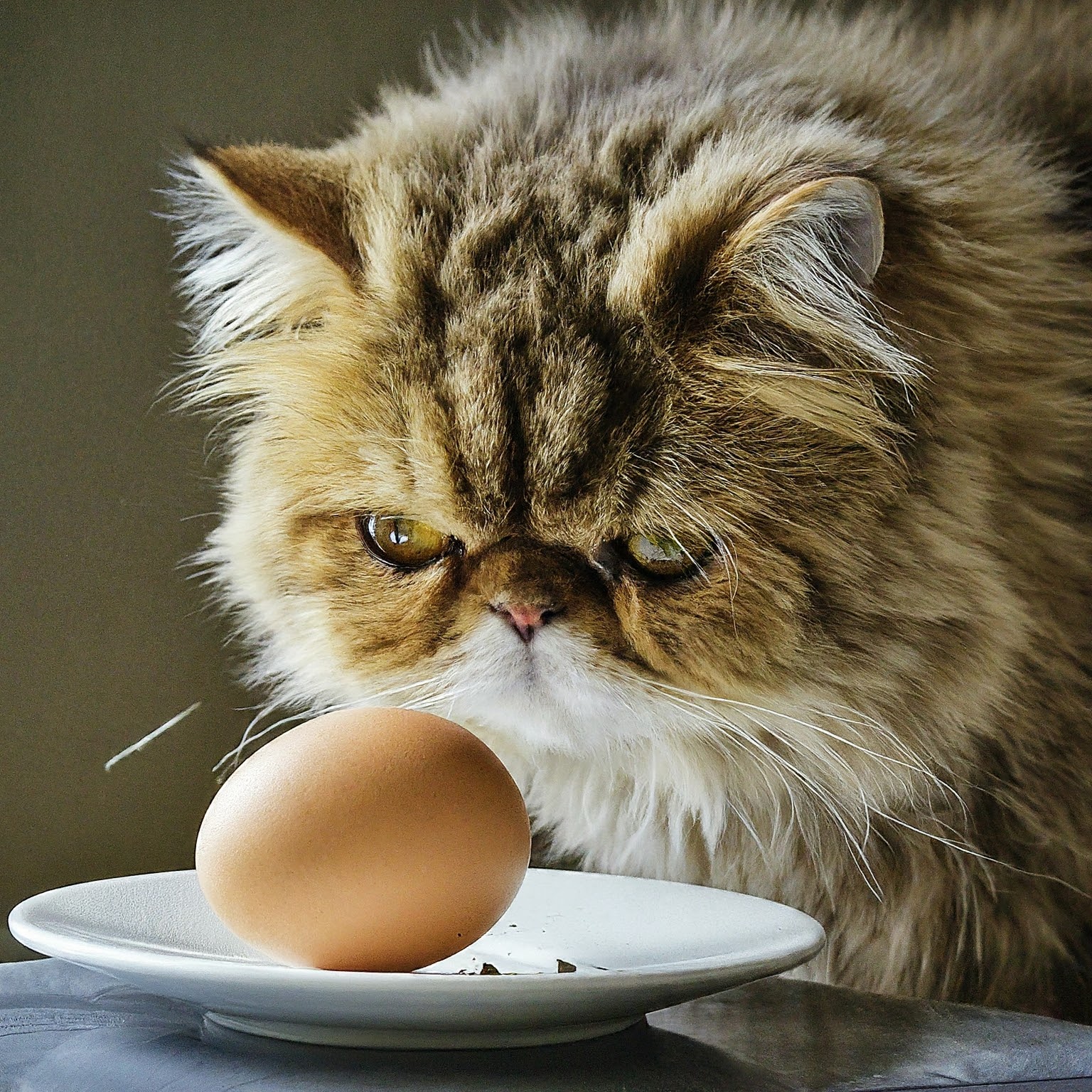 can cats eat eggs