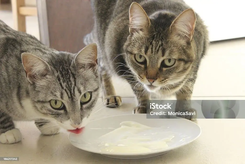 do cats like yogurt?