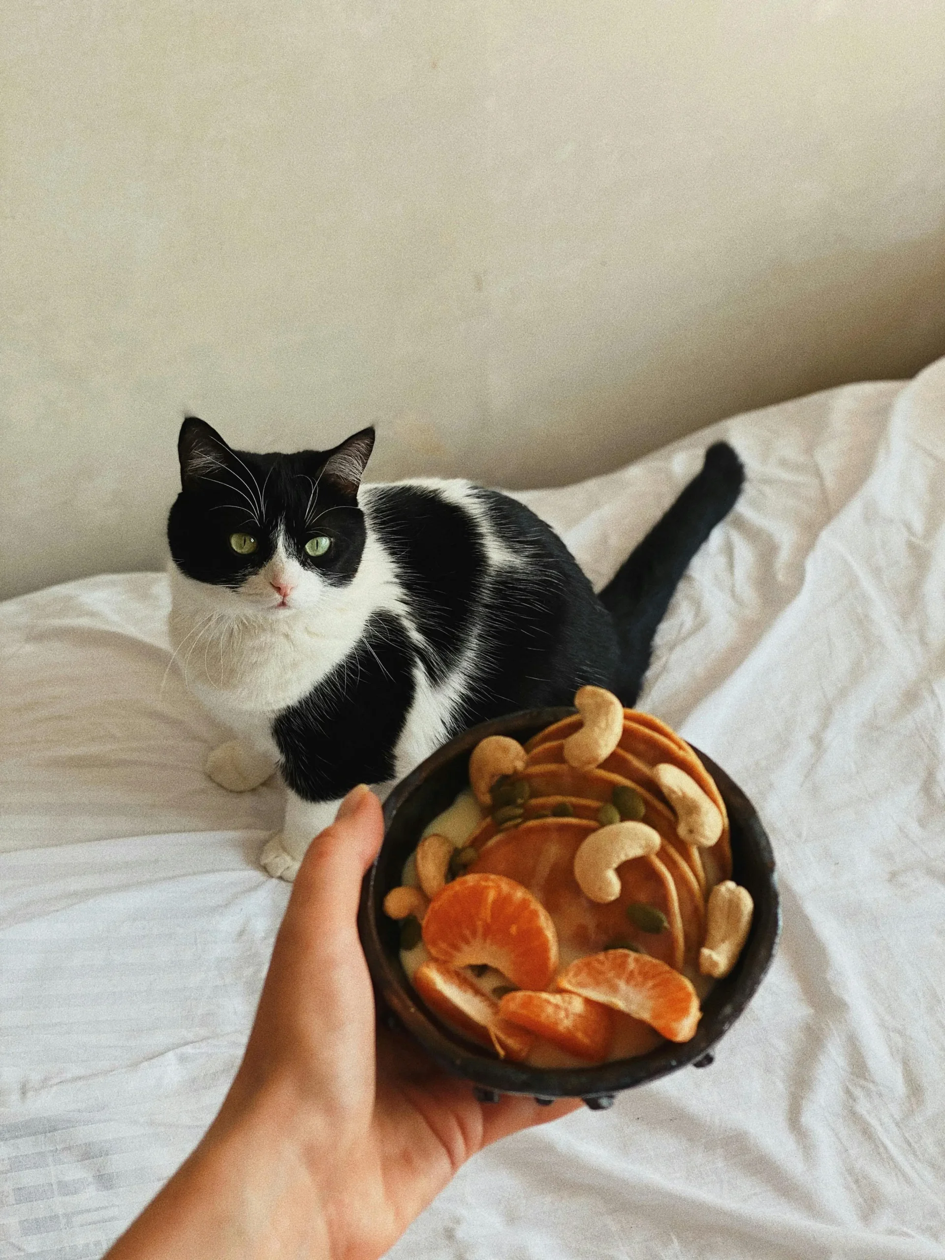 Can cats eat cashews