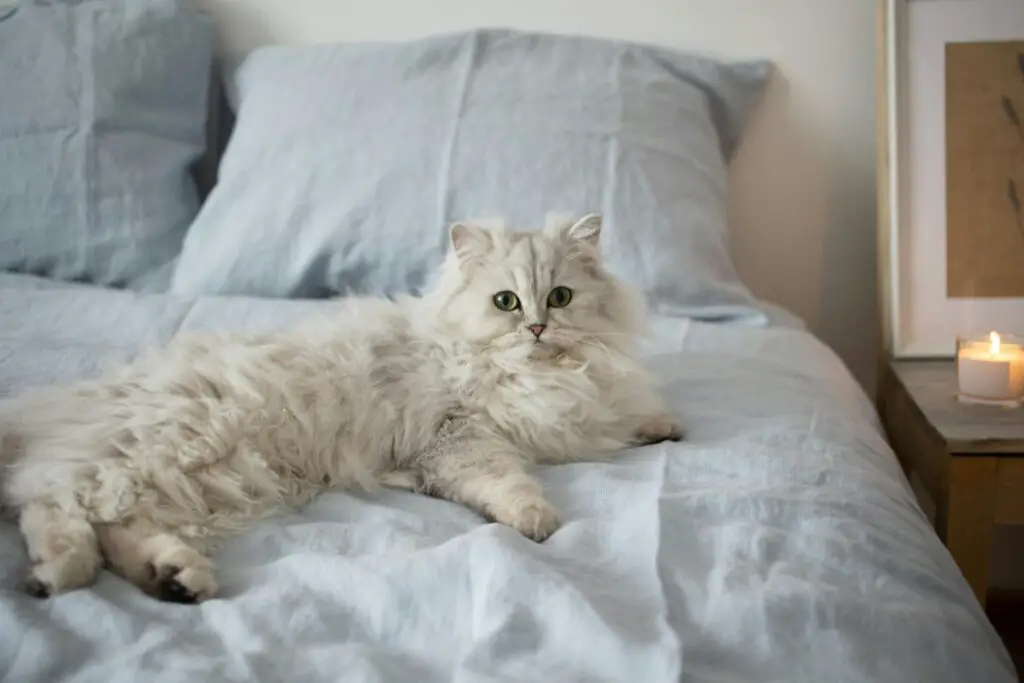  Image of a Persian cat sitting on a bed